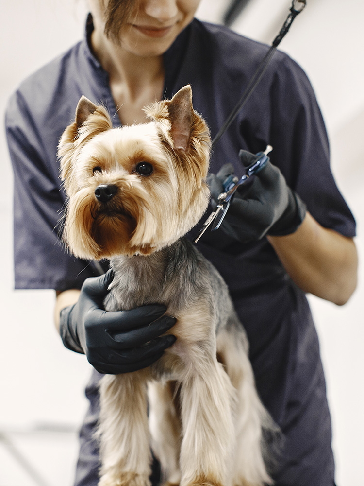 A little dog getting a fresh haircut at the groomer