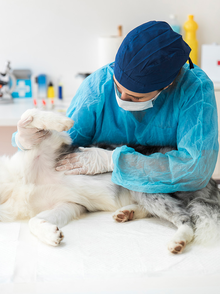 A veterinarian checking the belly of a white dog