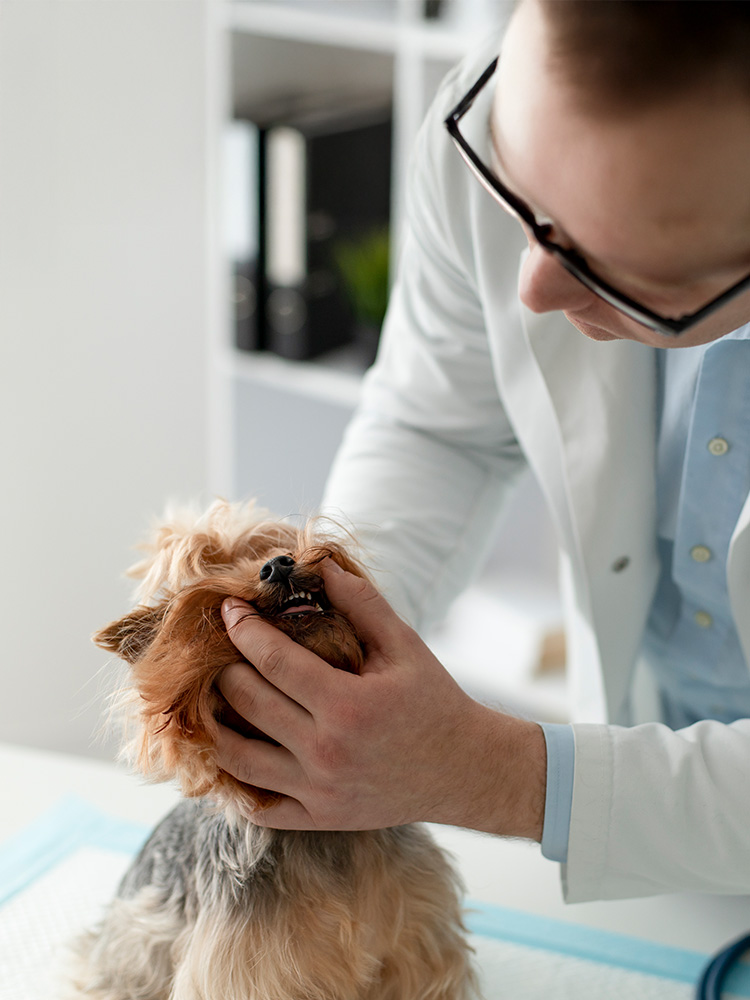 A veterinarian looking into the mouth of a small dog during a dental exam