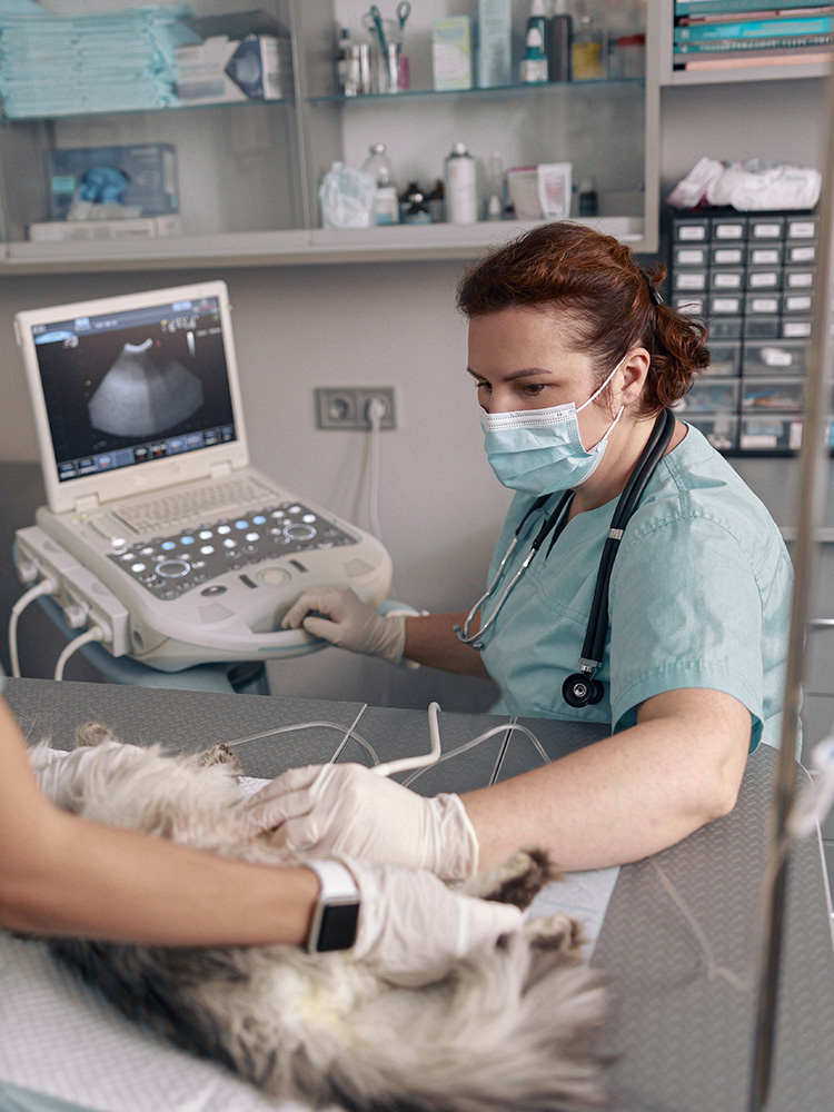 A vet doing an ultrasound on a little dog