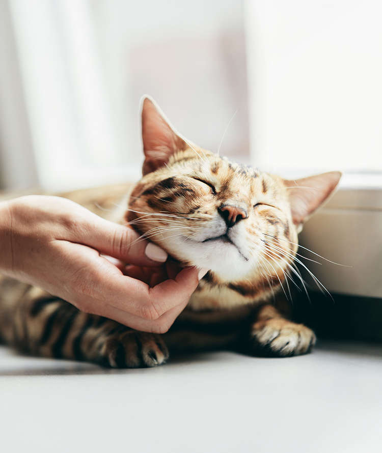 cat on widow sill getting chin scratches